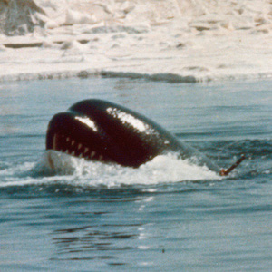 Orca-Der-Killerwal.jpg