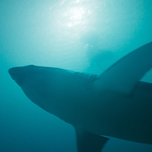 Deep Fear - Unsere Kritik zum Hai-Horror